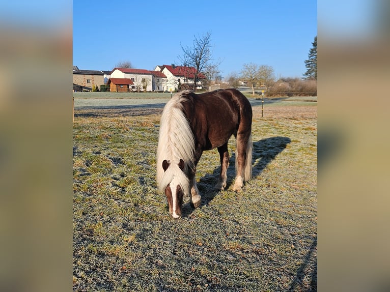 Black Forest Horse Mare 6 years 15,1 hh Chestnut in Mudau