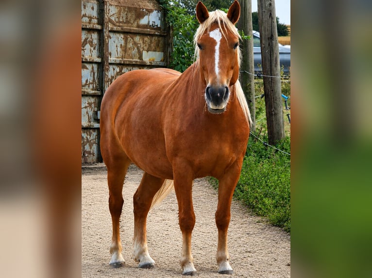 Black Forest Horse Mare 7 years 14.2 hh Chestnut-Red in Reichelsheim