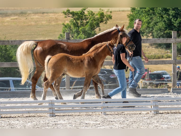 Black Forest Horse Mare 7 years 14.2 hh Chestnut-Red in Reichelsheim