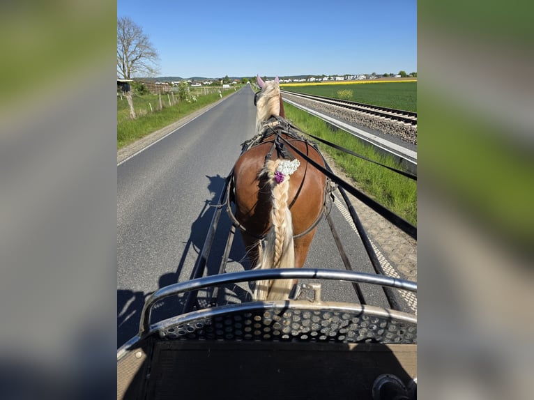 Black Forest Horse Mare 7 years 14.2 hh Chestnut-Red in Reichelsheim