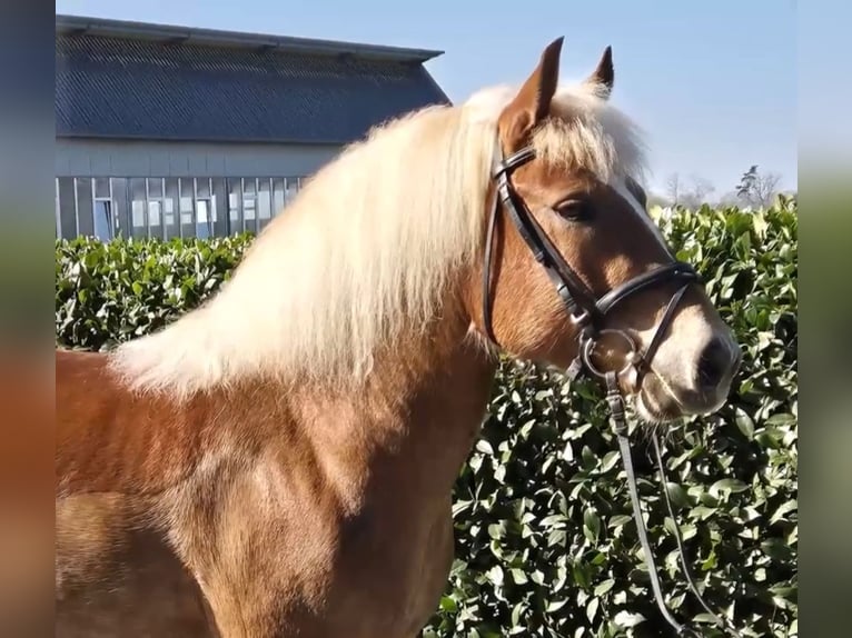Black Forest Horse Mare 7 years 14,1 hh Chestnut-Red in Gallin