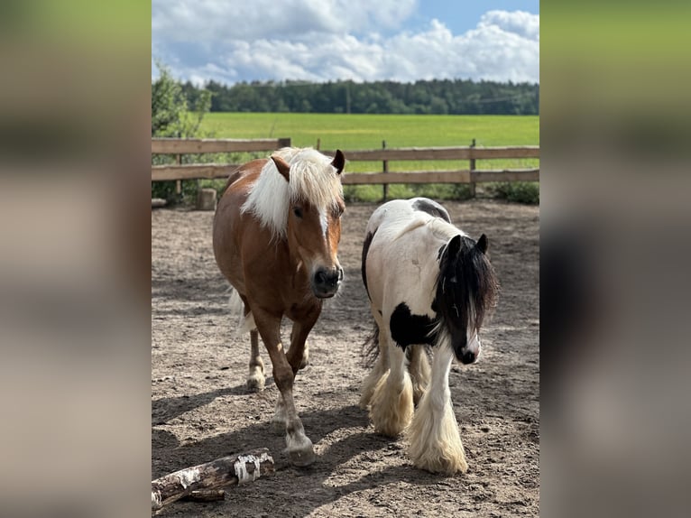 Black Forest Horse Mare 7 years 14,1 hh Chestnut-Red in Gallin
