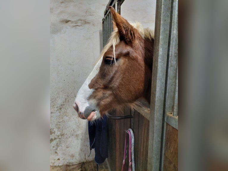 Black Forest Horse Mare 7 years 15 hh Chestnut in Düsseldorf