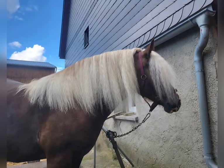 Black Forest Horse Mare 7 years 15,1 hh Chestnut in Zw&#xF6;nitz