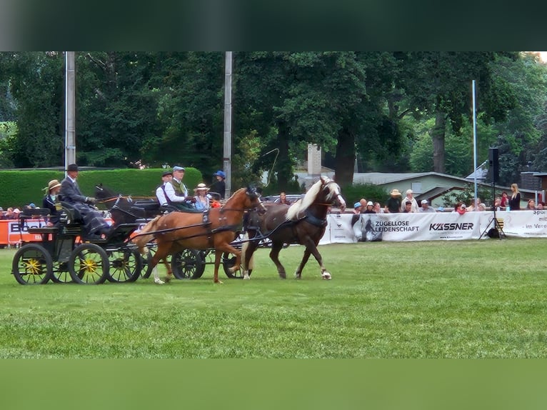 Black Forest Horse Mare 7 years 15,1 hh Chestnut in Zw&#xF6;nitz