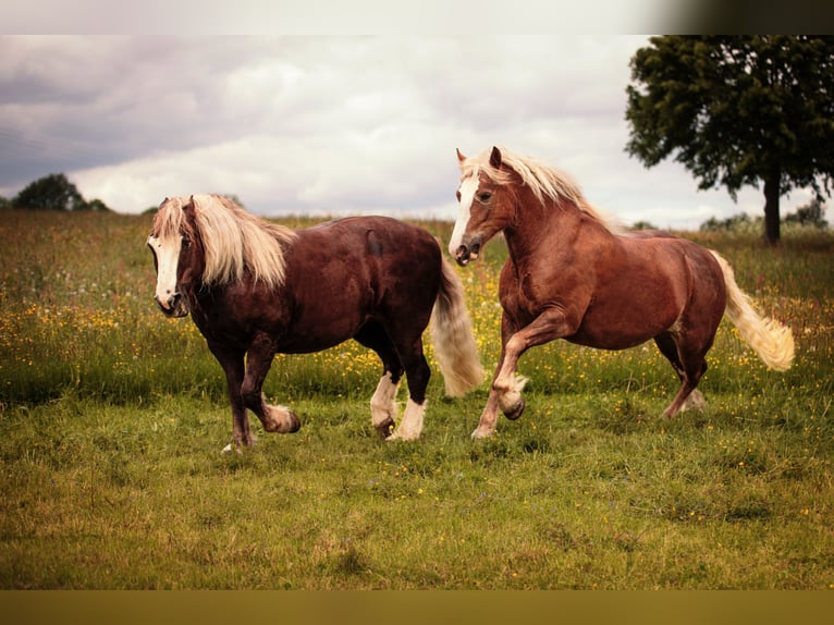 Black Forest Horse Mare 7 years 15,1 hh Chestnut in Zw&#xF6;nitz