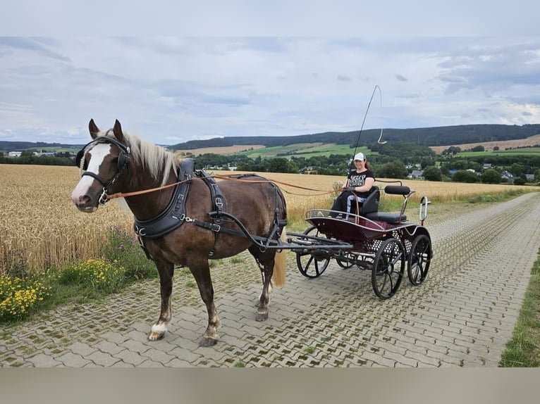 Black Forest Horse Mare 7 years 15,1 hh Chestnut in Zw&#xF6;nitz