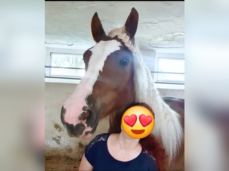 Black Forest Horse Mare 7 years 15,1 hh Chestnut in Zw&#xF6;nitz