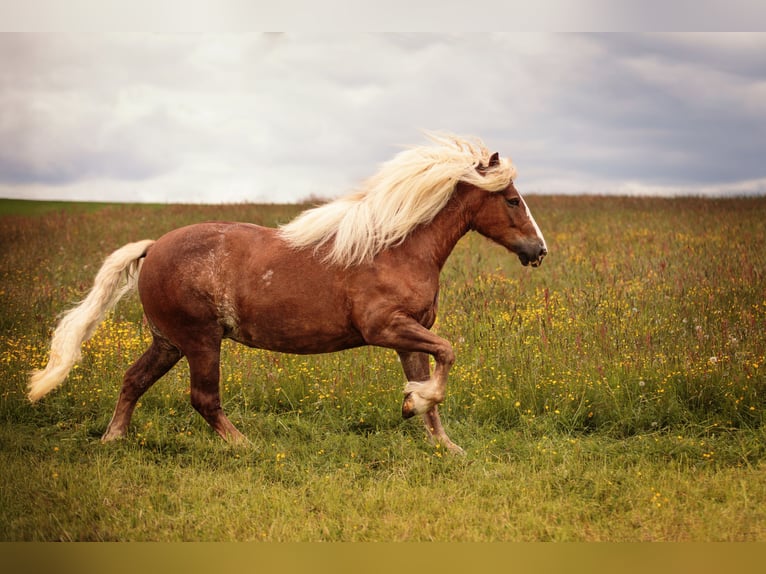 Black Forest Horse Mare 7 years 15,1 hh Chestnut in Zw&#xF6;nitz
