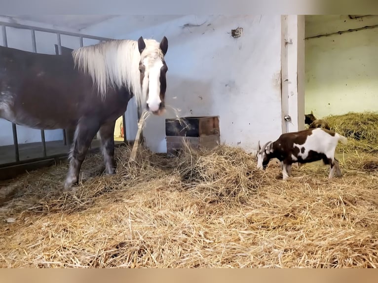 Black Forest Horse Mare 7 years 15,1 hh Chestnut in Zw&#xF6;nitz