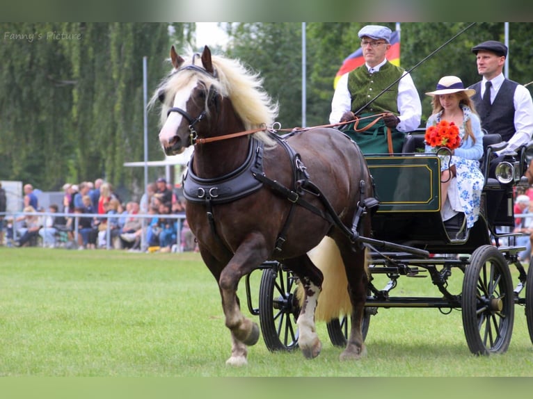 Black Forest Horse Mare 7 years 15,1 hh Chestnut in Zw&#xF6;nitz