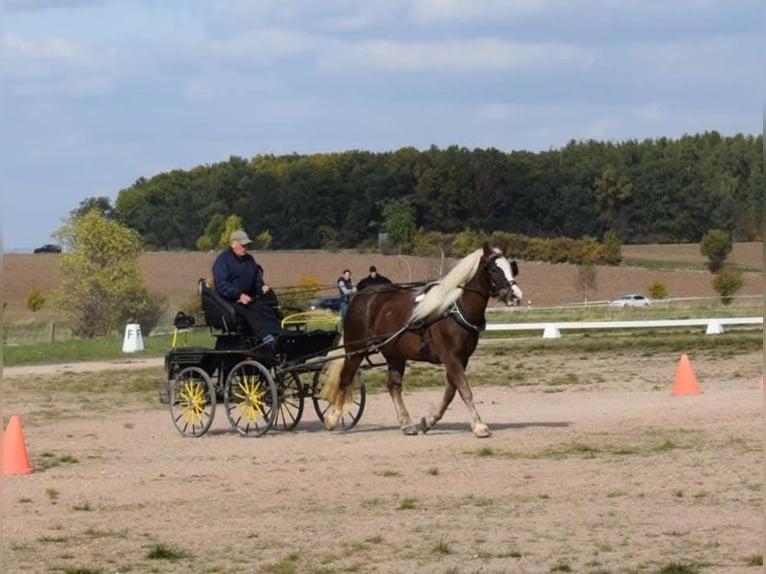 Black Forest Horse Mare 7 years 15,1 hh Chestnut in Zw&#xF6;nitz