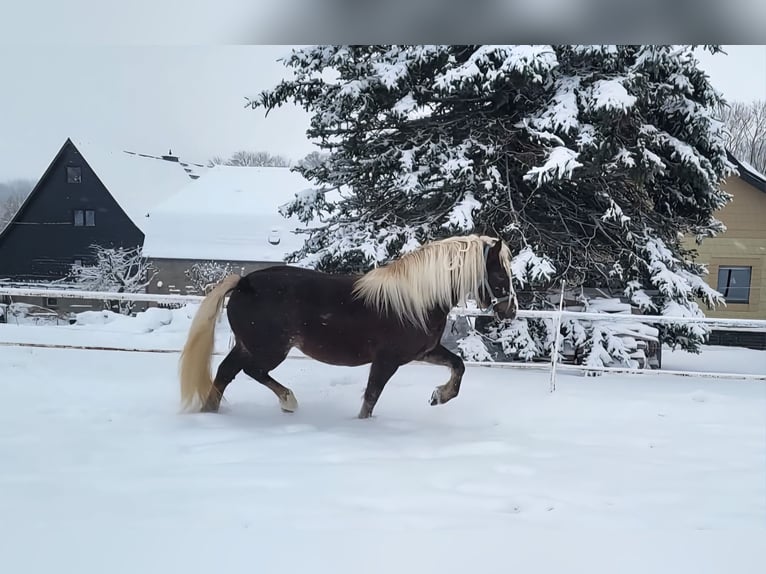 Black Forest Horse Mare 7 years 15,1 hh Chestnut in Zw&#xF6;nitz