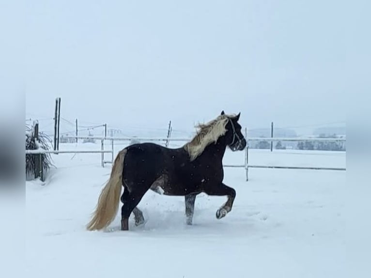 Black Forest Horse Mare 7 years 15,1 hh Chestnut in Zw&#xF6;nitz