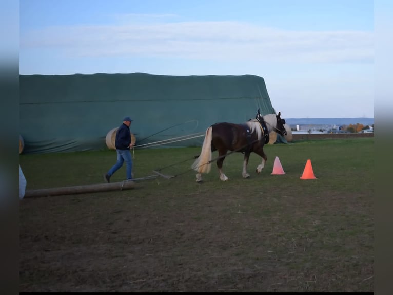 Black Forest Horse Mare 7 years 15,1 hh Chestnut in Zw&#xF6;nitz
