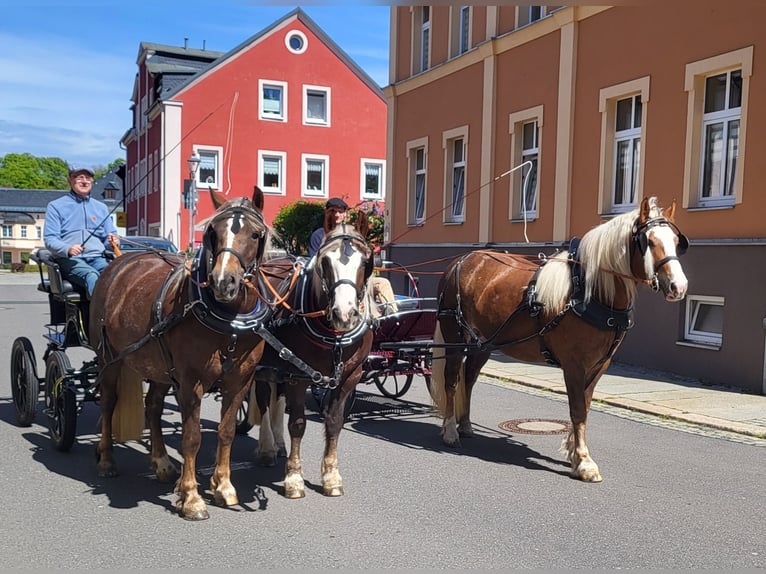 Black Forest Horse Mare 7 years 15,1 hh Chestnut in Zw&#xF6;nitz