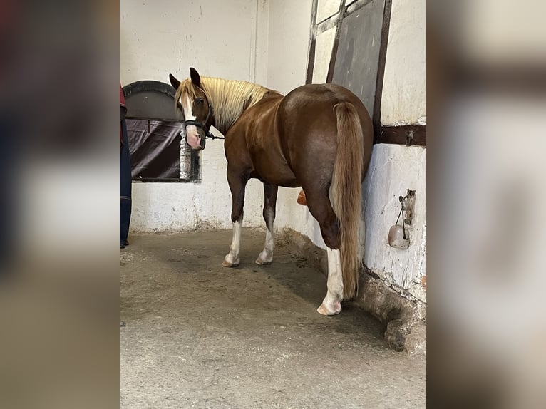 Black Forest Horse Mix Mare 7 years 15,1 hh in Haan