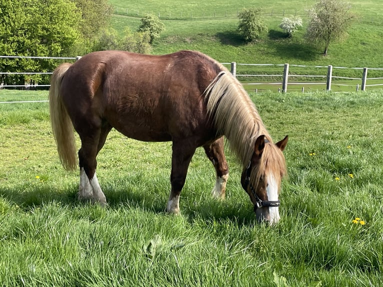 Black Forest Horse Mix Mare 7 years 15,1 hh in Haan