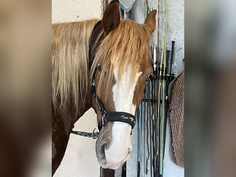 Black Forest Horse Mix Mare 7 years 15,1 hh in Haan