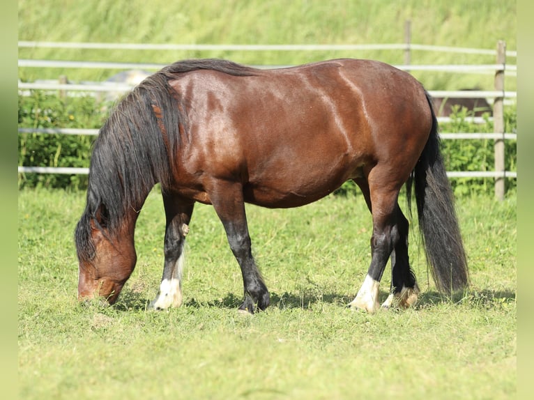 Black Forest Horse Mare 8 years 15 hh Brown in Waldshut-Tiengen