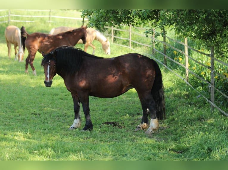Black Forest Horse Mare 8 years 15 hh Brown in Waldshut-Tiengen