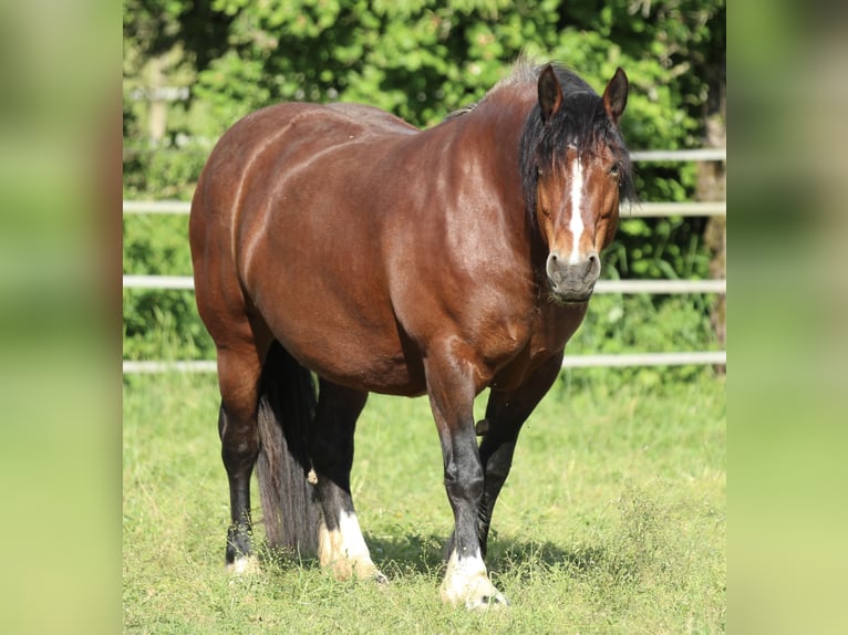 Black Forest Horse Mare 8 years 15 hh Brown in Waldshut-Tiengen