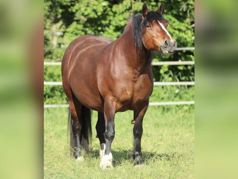Black Forest Horse Mare 8 years 15 hh Brown in Waldshut-Tiengen