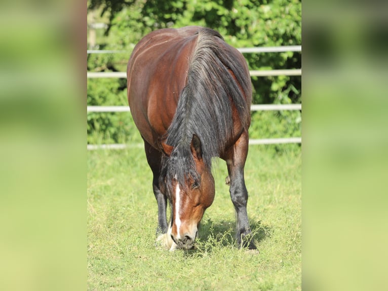 Black Forest Horse Mare 8 years 15 hh Brown in Waldshut-Tiengen