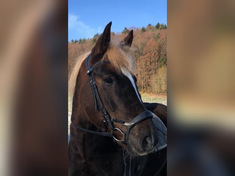 Black Forest Horse Mare 9 years 14,3 hh Chestnut-Red in Gunzenhausen