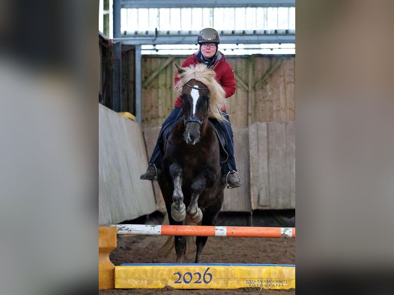 Black Forest Horse Mare 9 years 14,3 hh Chestnut-Red in Gunzenhausen