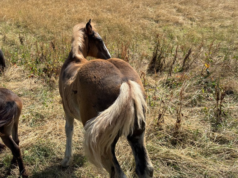 Black Forest Horse Mare Foal (04/2025) 15 hh Chestnut in Forchtenberg-Schleierhof