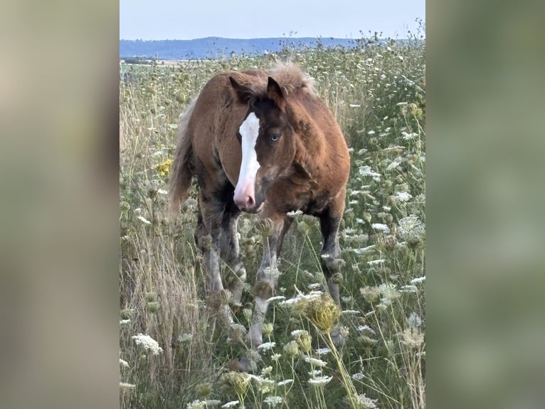 Black Forest Horse Mare Foal (04/2025) 15 hh Chestnut in Forchtenberg-Schleierhof