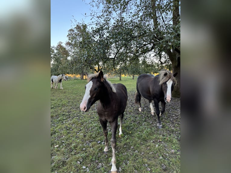 Black Forest Horse Mare Foal (04/2025) 15 hh Chestnut in Forchtenberg-Schleierhof