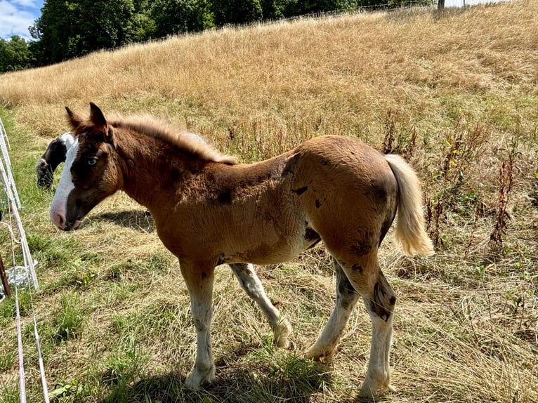 Black Forest Horse Mare Foal (04/2025) 15 hh Chestnut in Forchtenberg-Schleierhof