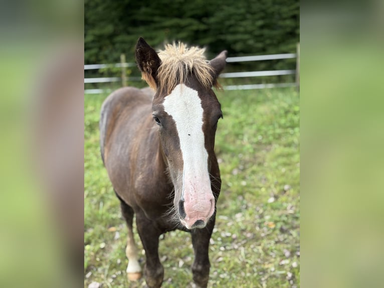 Black Forest Horse Mare Foal (04/2025) 15 hh Chestnut in Forchtenberg-Schleierhof