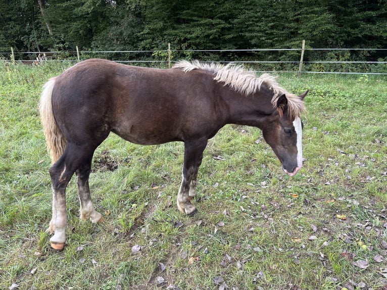 Black Forest Horse Mare Foal (04/2025) 15 hh Chestnut in Forchtenberg-Schleierhof