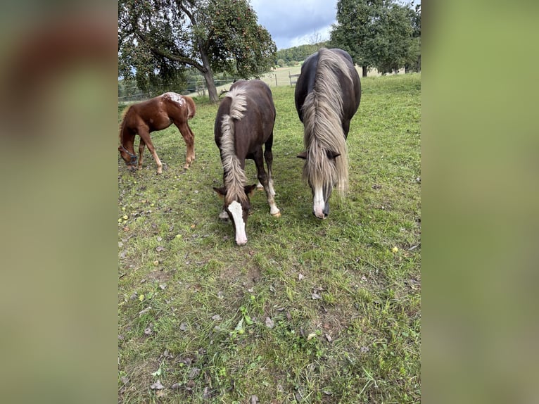 Black Forest Horse Mare Foal (04/2025) 15 hh Chestnut in Forchtenberg-Schleierhof