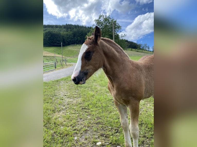 Black Forest Horse Mare Foal (05/2024) 15 hh Chestnut-Red in Waldkirch