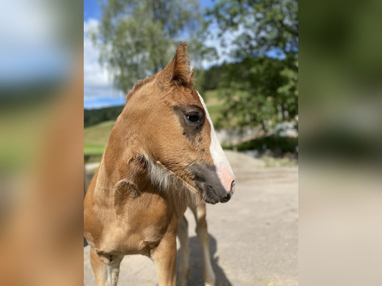 Black Forest Horse Mare Foal (05/2024) 15 hh Chestnut-Red in Waldkirch