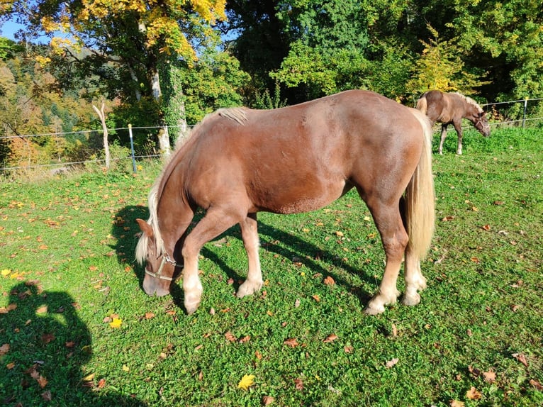 Black Forest Horse Mare Foal (06/2025) 15,1 hh Chestnut in &#xDC;hlingen-Birkendorf