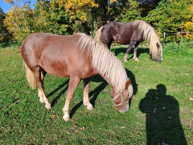 Black Forest Horse Mare Foal (06/2025) 15,1 hh Chestnut in &#xDC;hlingen-Birkendorf
