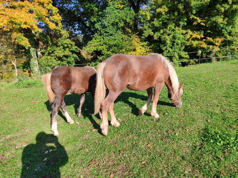 Black Forest Horse Mare Foal (06/2025) 15,1 hh Chestnut in &#xDC;hlingen-Birkendorf