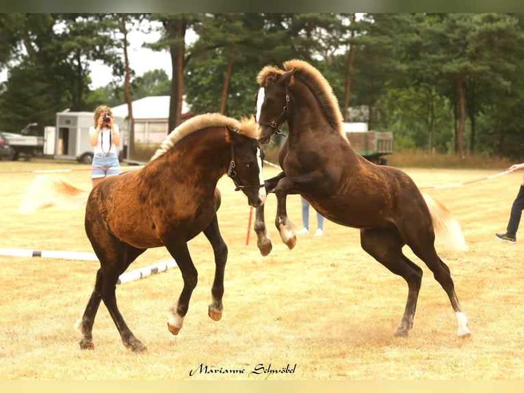 Black Forest Horse Mare  15,1 hh Chestnut in Wangelnstedt