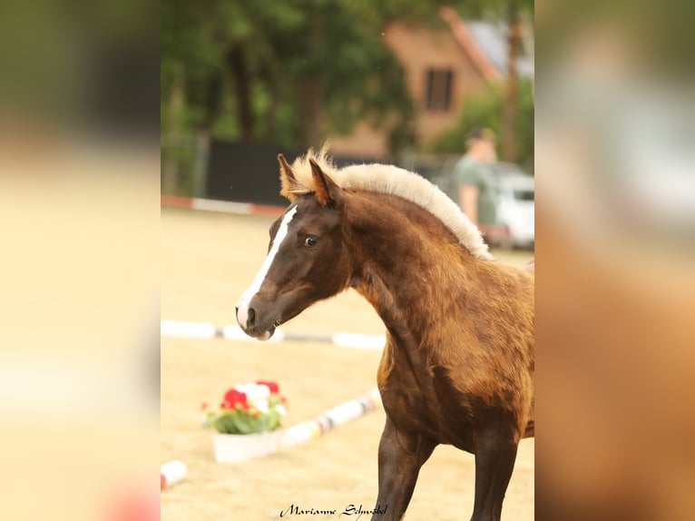Black Forest Horse Mare  15,1 hh Chestnut in Wangelnstedt