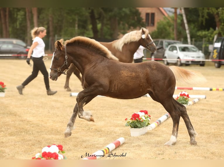 Black Forest Horse Mare  15,1 hh Chestnut in Wangelnstedt