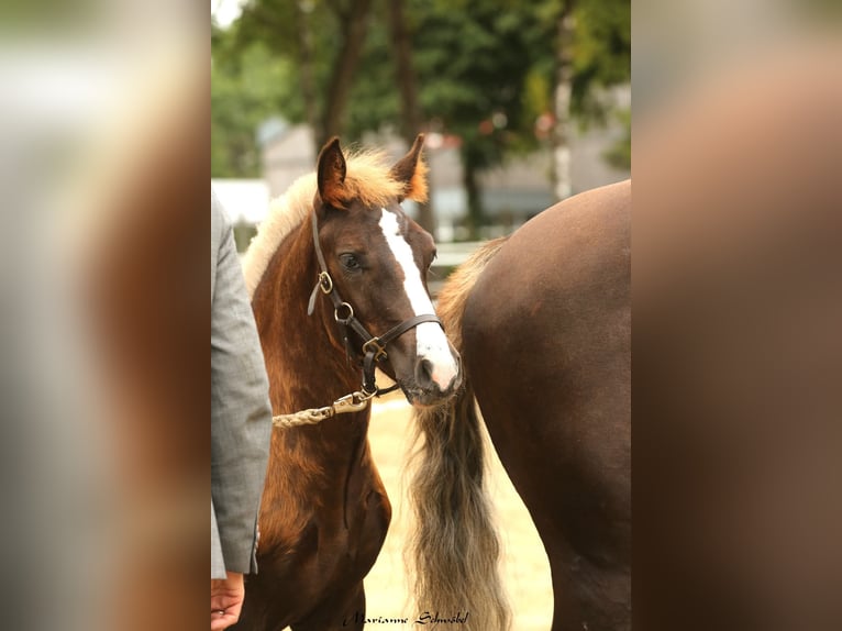 Black Forest Horse Mare  15,1 hh Chestnut in Wangelnstedt