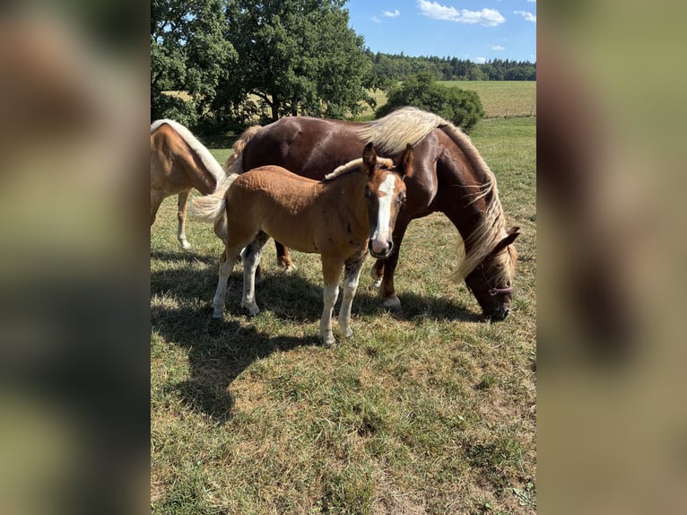 Black Forest Horse Mare Foal (05/2026)  in Ottenhausen