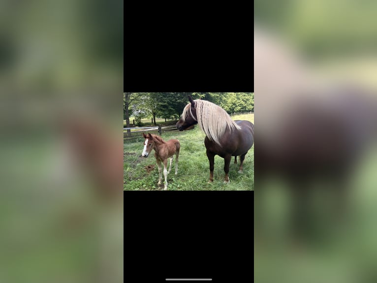 Black Forest Horse Mare Foal (05/2026)  in Ottenhausen