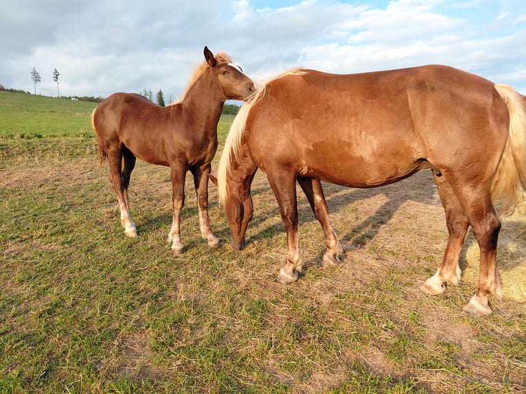 Black Forest Horse Mare Foal (05/2026) Chestnut in Bad Laasphe