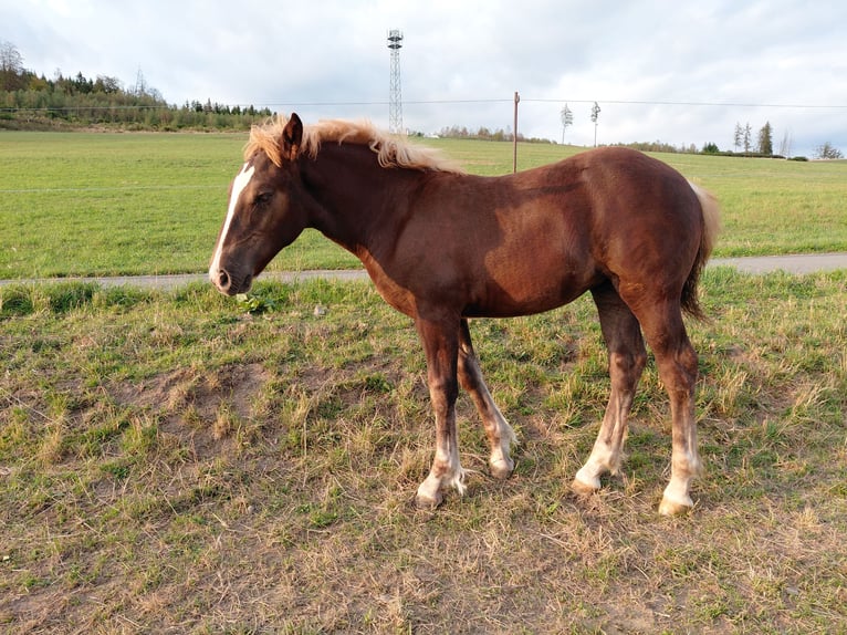 Black Forest Horse Mare Foal (05/2026) Chestnut in Bad Laasphe
